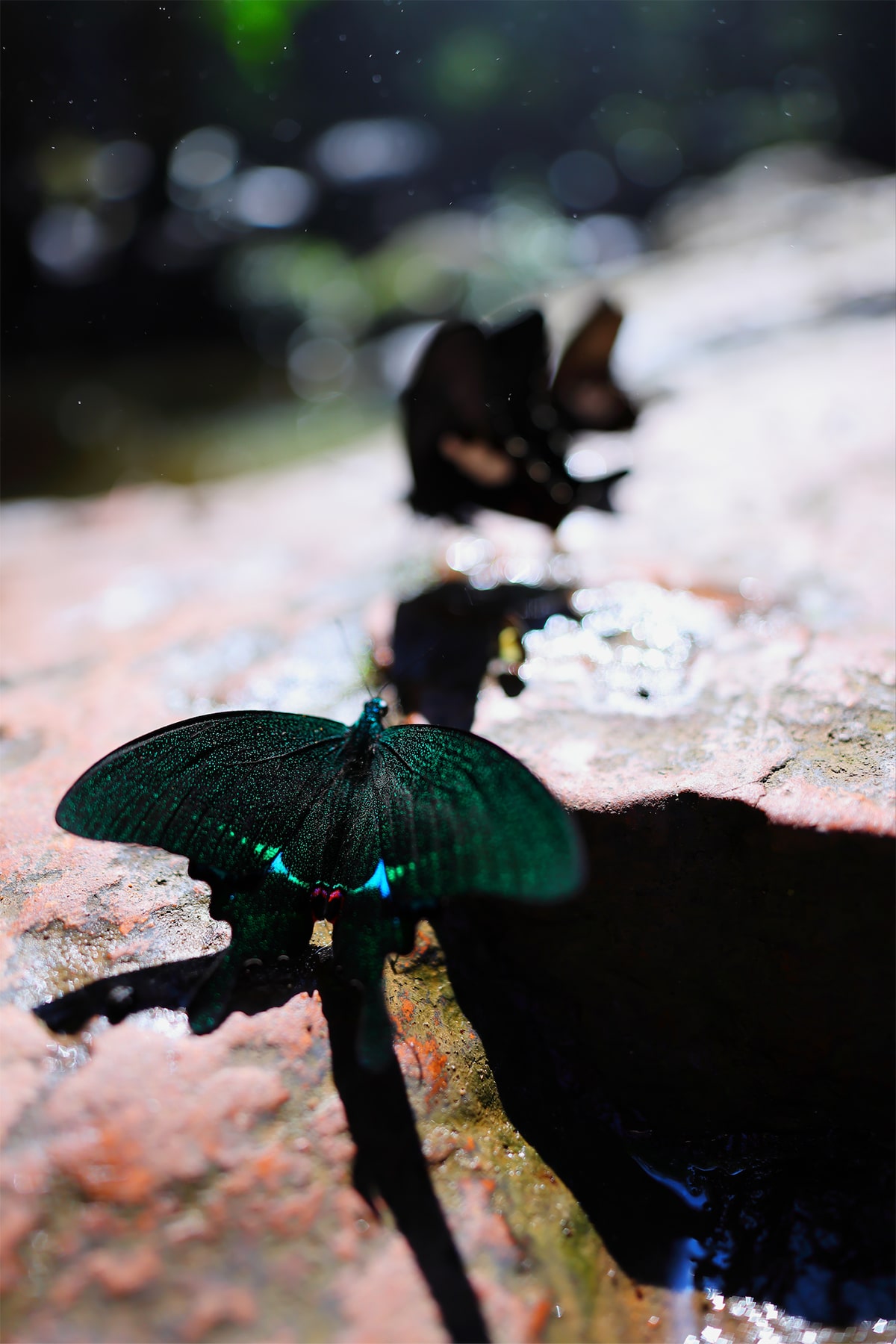 RF20mm F1.4 L VCM